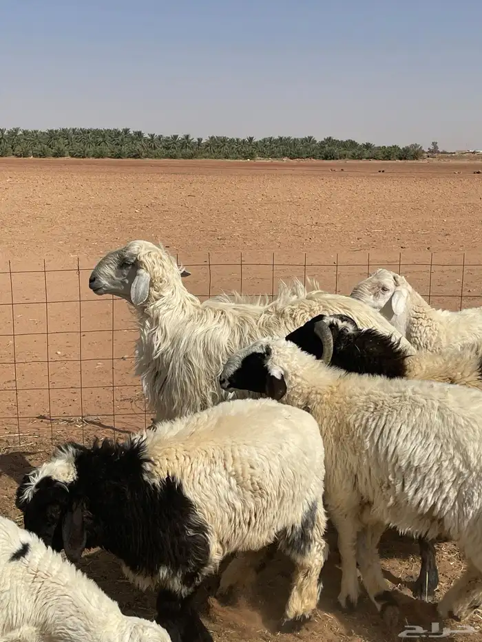 خروف عيسي جذع (( تم البيع )) 6