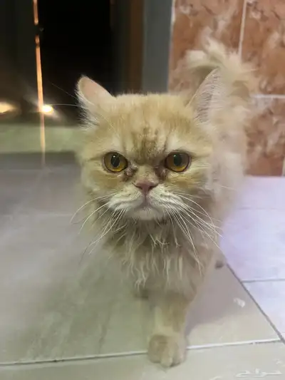 قطوه 0