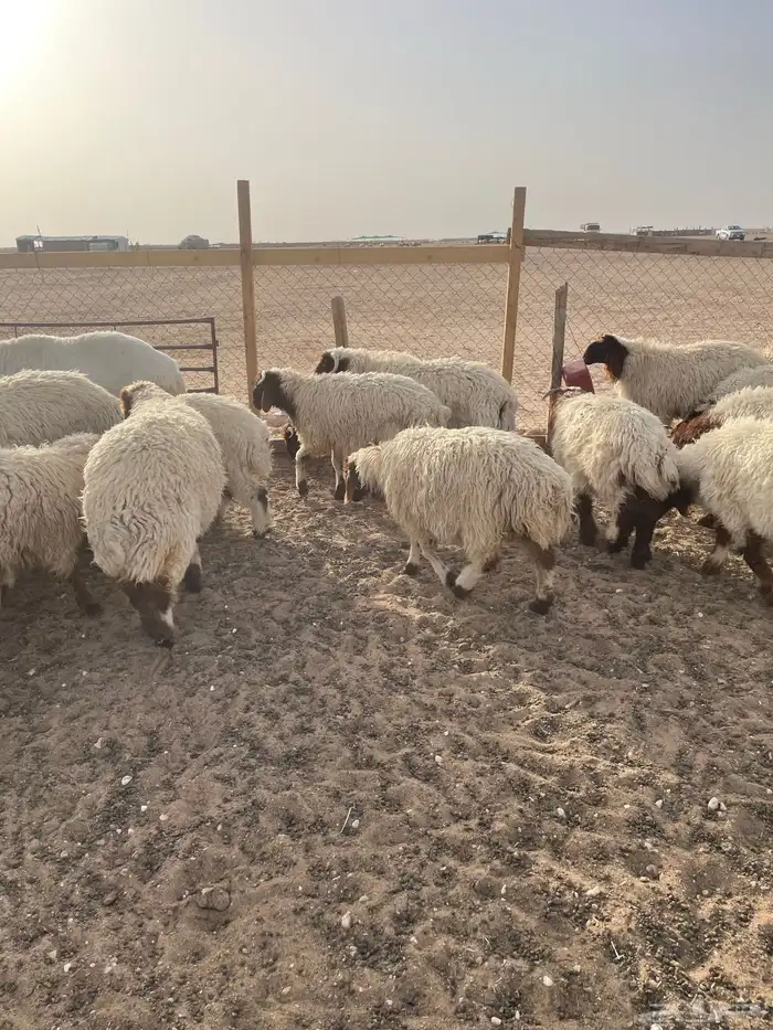 خرفان البيع 2