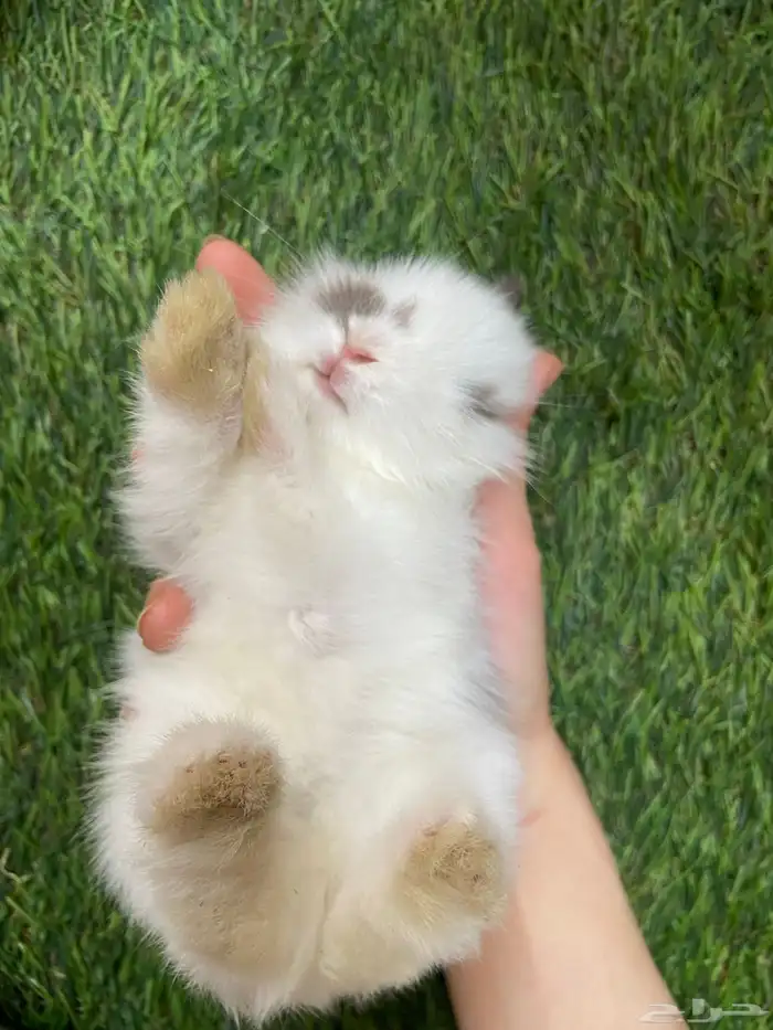 ارانب صغيره هجين للزينه 0