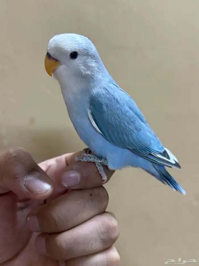 للبيع طير روز اليف 1