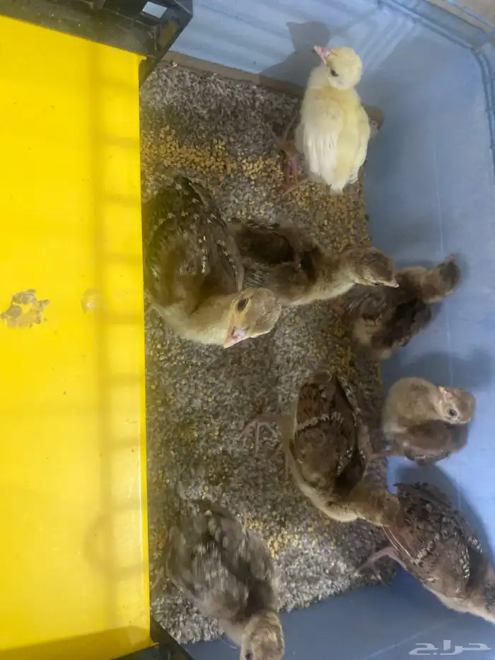 صوص طاؤوس فروخ طاؤوس 0
