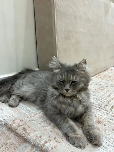 قطة للتبني 2