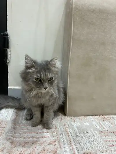 قطة للتبني 1