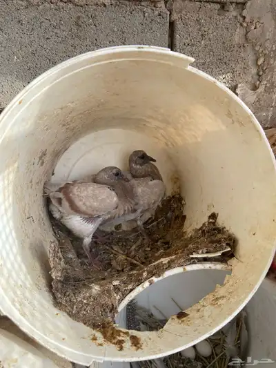 زغاليل 0