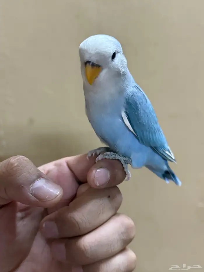 للبيع طير روز اليف 2