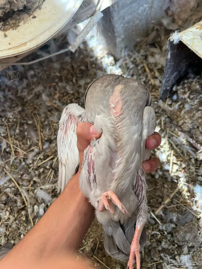 زغاليل سلفر وفرنسي احجام طيبه وفلل 3