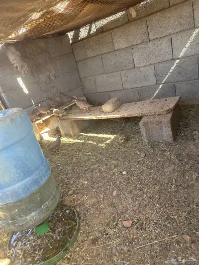 حجل للبيع منتج عندي بمحميه الانتاج عن طريق حضن الاام 0