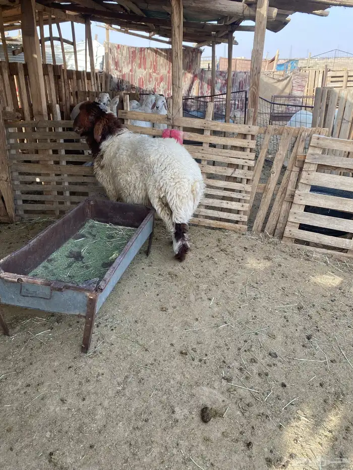 البيع طلي نعيم نظيف ويضحي وشحم فل 3