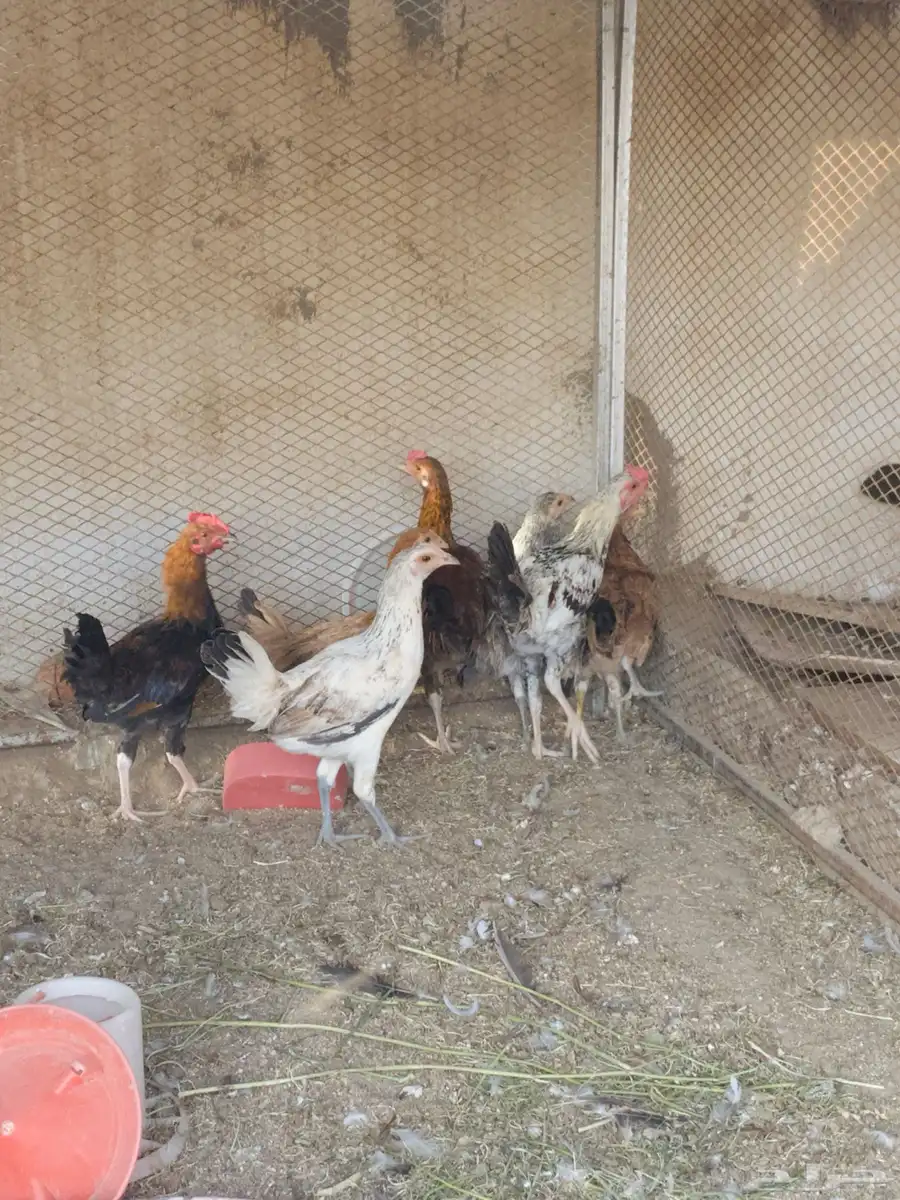 فروخ سندي 0