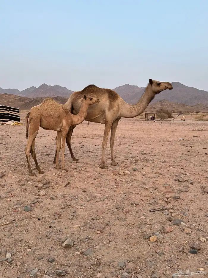 خلفه سودانية للبيع 1