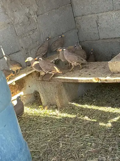 حجل للبيع منتج عندي بمحميه الانتاج عن طريق حضن الاام 3