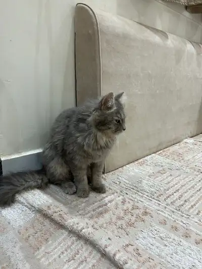 قطة للتبني 0