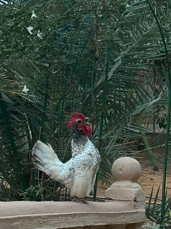 دجاج سبرايت للبيع كلها مع بعض 6