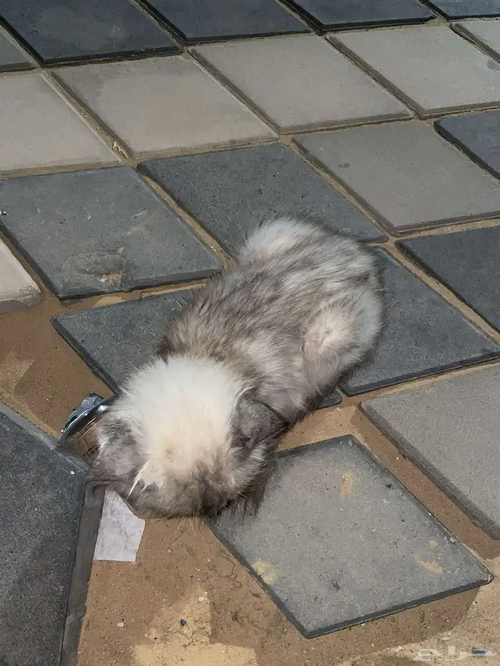 قطة للتبني 3