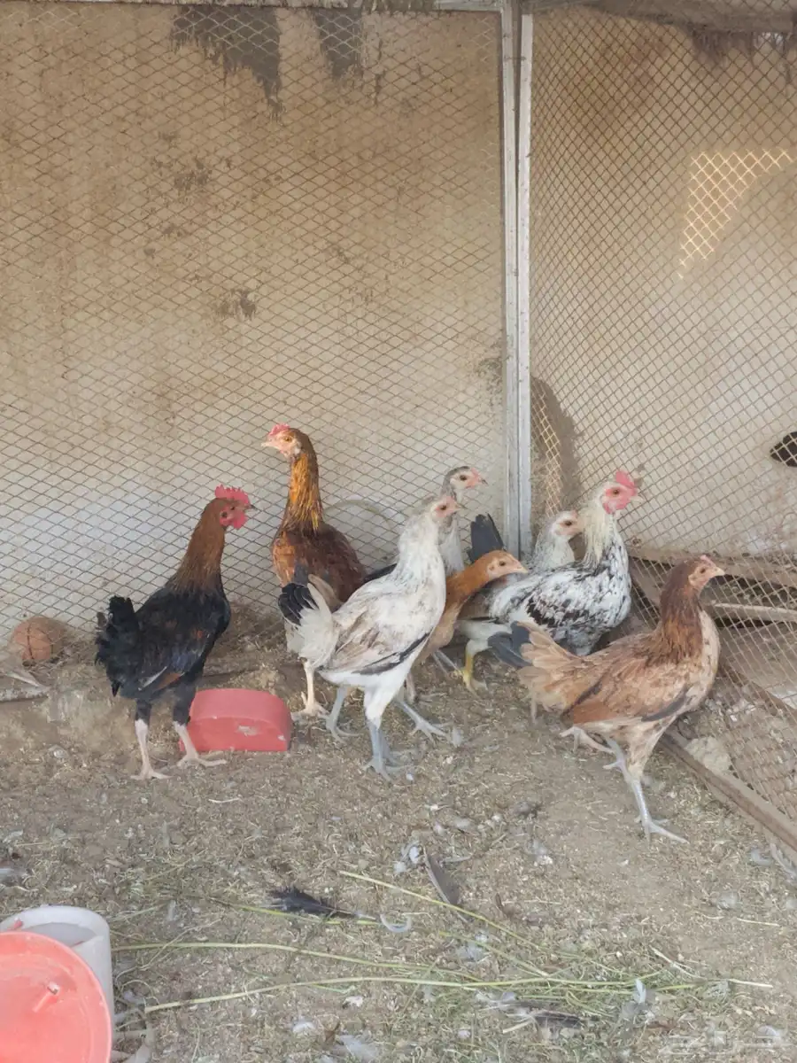 فروخ سندي 1