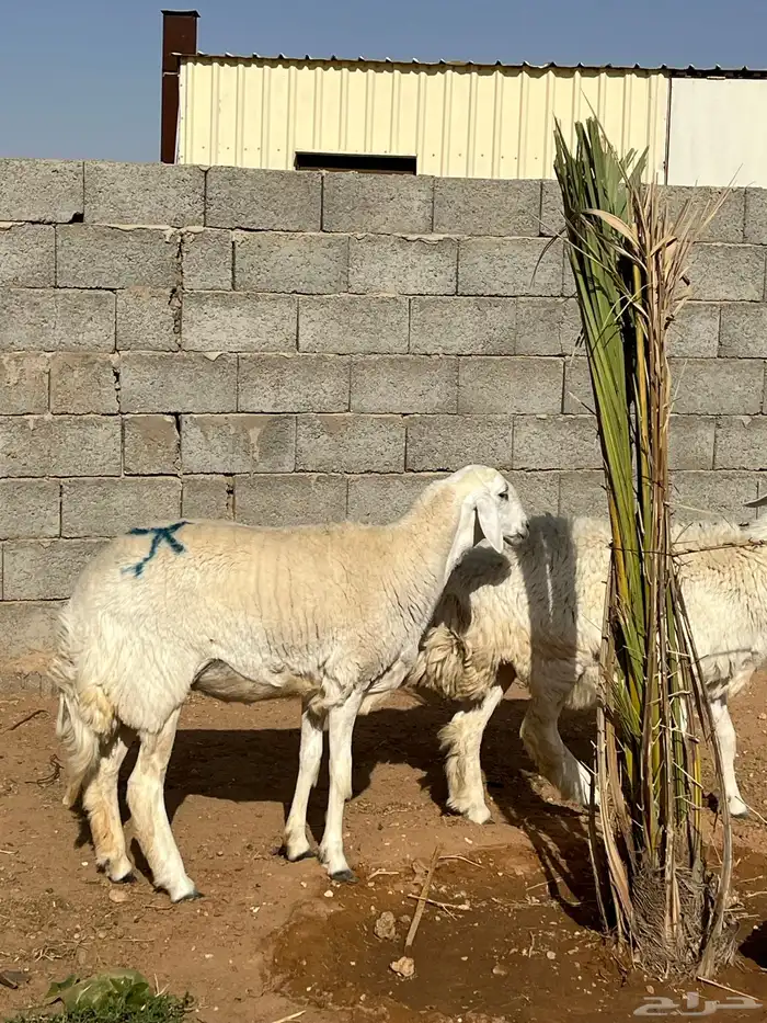 للبيع حريات 2