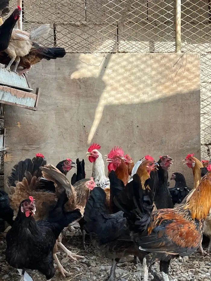 للبيع دجاج بلدي كفووو ((( تم البيع تم البيع تم البيع ))) 0