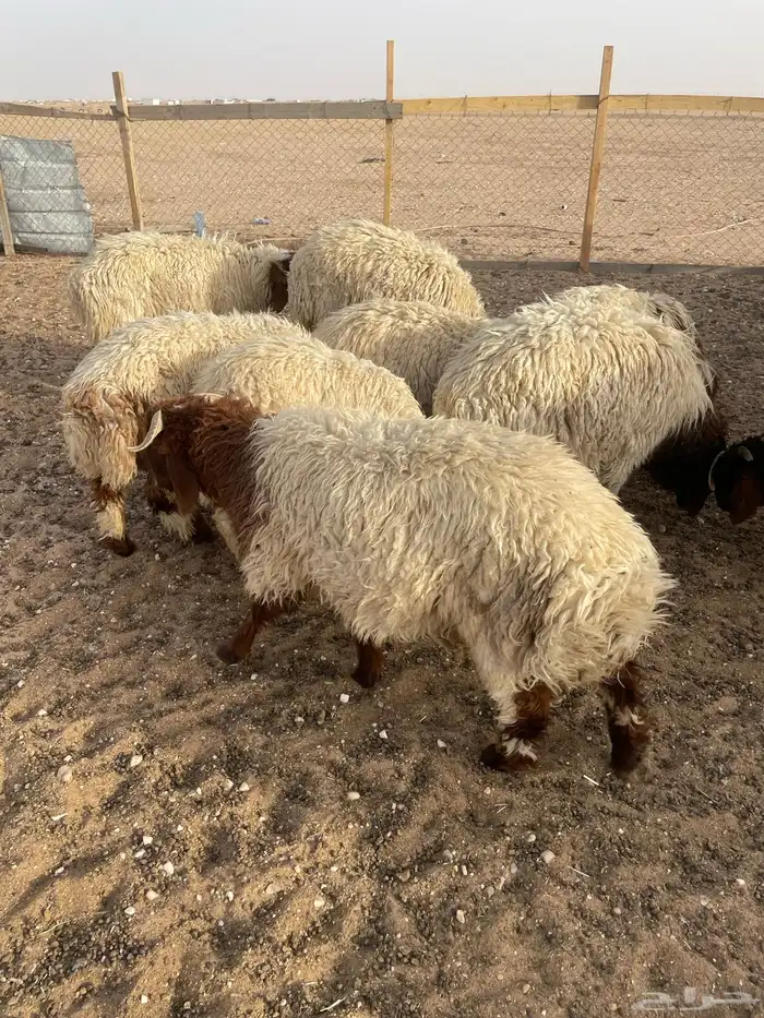 خرفان البيع 0
