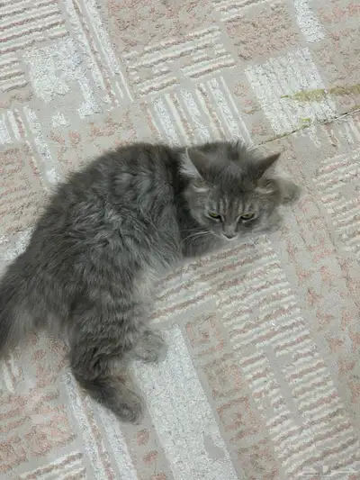 قطة للتبني 3