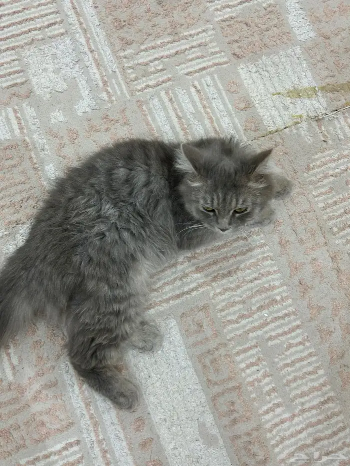 قطة للتبني 3