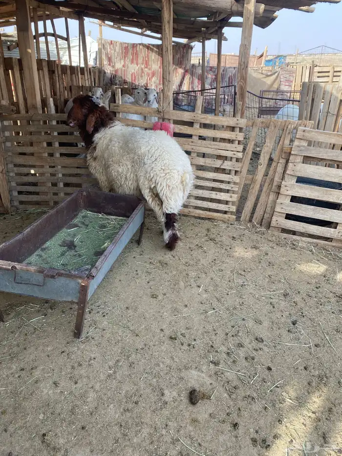 البيع طلي نعيم نظيف ويضحي وشحم فل 2