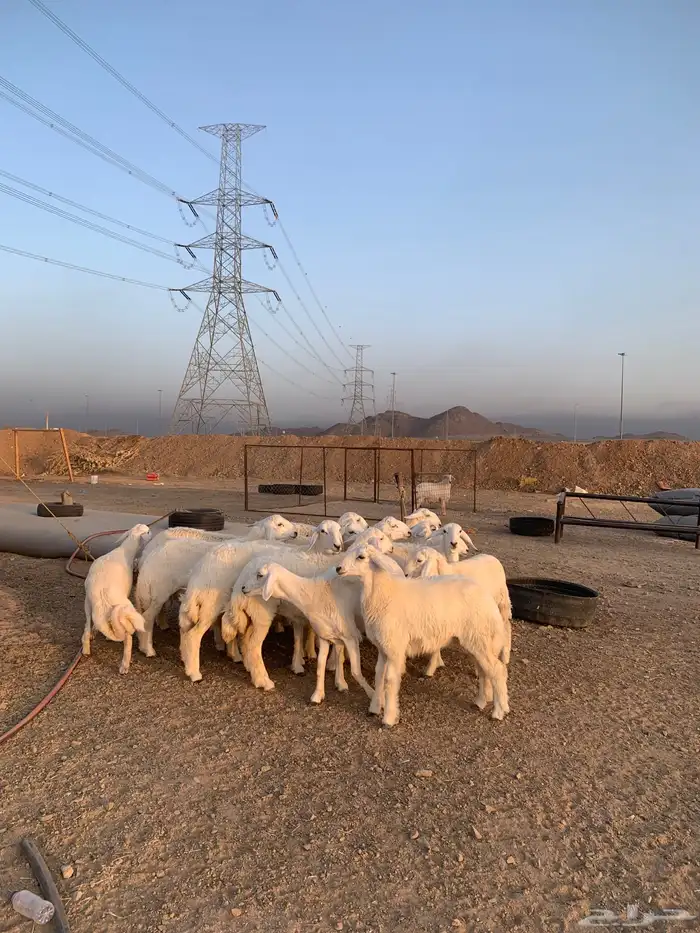 حري للبيع ذبايح طليان يوجد صلخ وتوصيل الى باب البيت 1