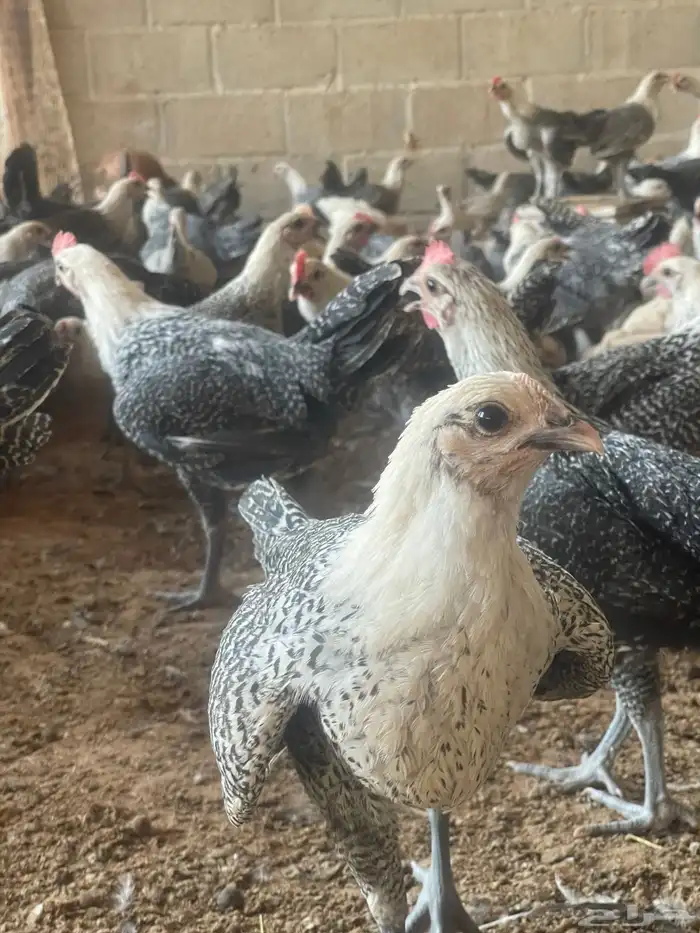 دجاج تم البيع 1