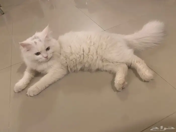 قطط لتبني 3