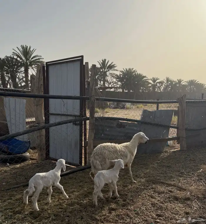 نعجه صفراء متبع 4