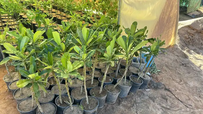 اشجار ياسمين هندي 0