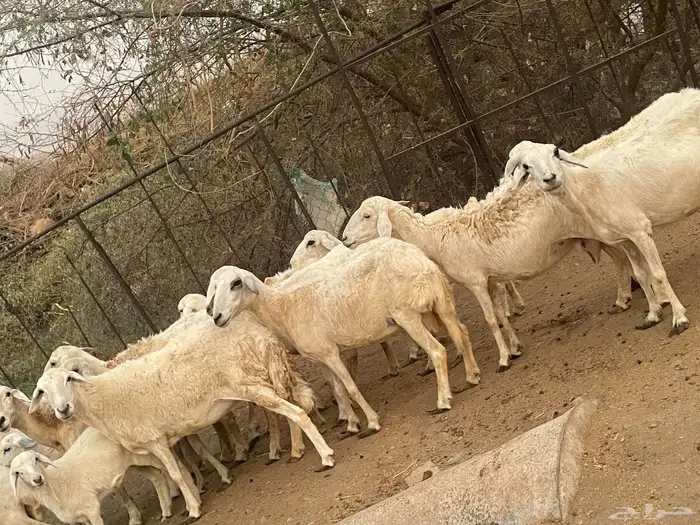 تم البيع تم البيع ضان مراح واحد و الصحه شرط العدد الكبار 1 0