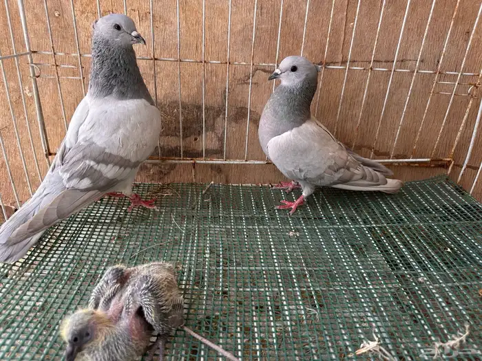 للبيع جوز سليطي( تم البيع) 0