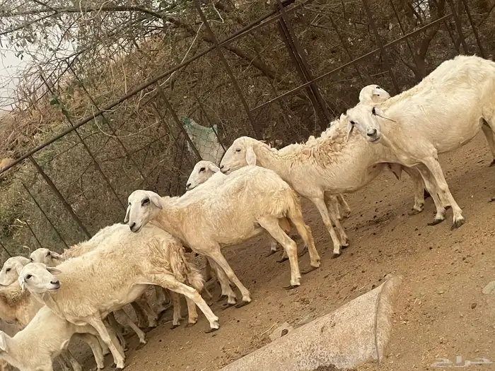 تم البيع تم البيع ضان مراح واحد و الصحه شرط العدد الكبار 1 1