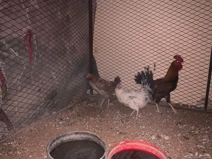 دجاجتين وديك 2
