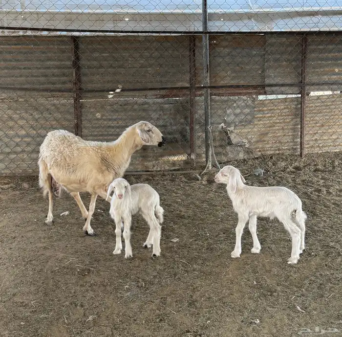 نعجه صفراء متبع 1