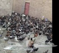 دجاج فيومي وبلدي بشاير عمر شهرين 0