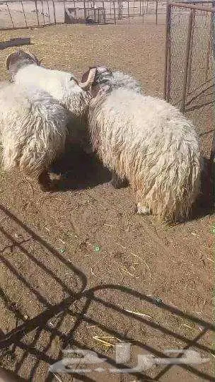 يتوفرذبايح للبيع كاش وعن طريق تابي وتمارا 2
