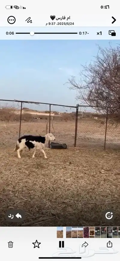 النوع   نعجه حايل 3