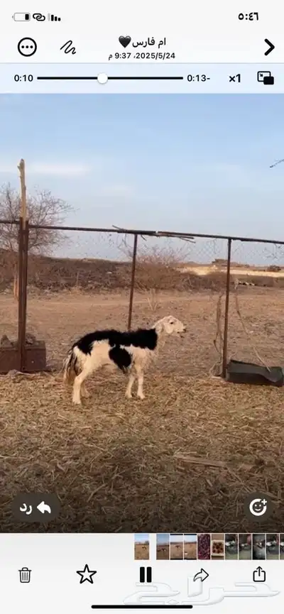 النوع   نعجه حايل 2