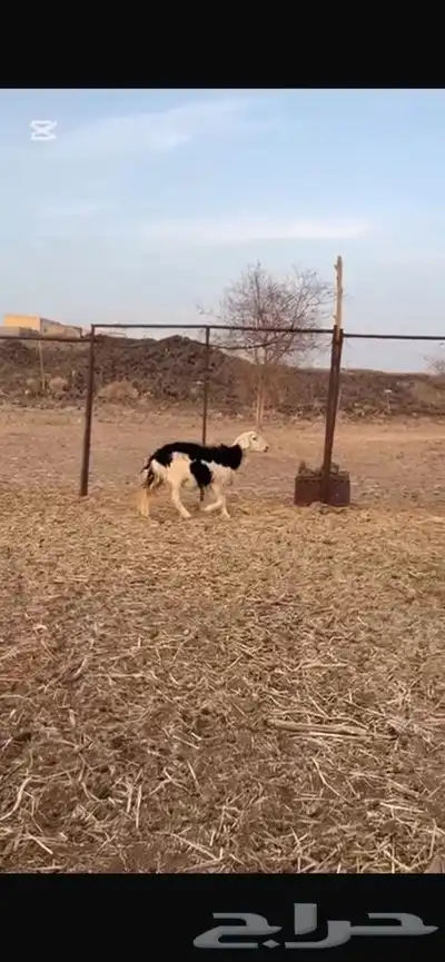 النوع   نعجه حايل 0