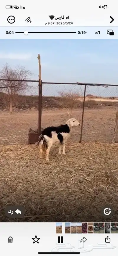 النوع   نعجه حايل 5