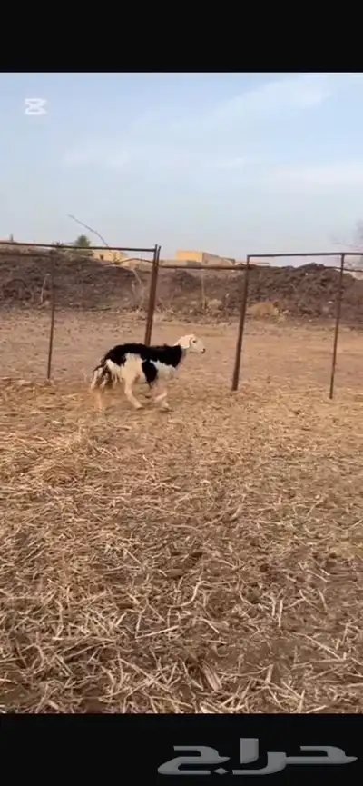 النوع   نعجه حايل 4