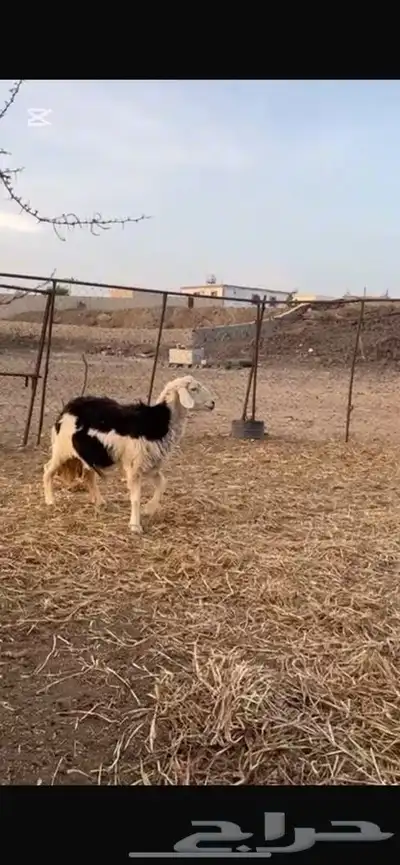 النوع   نعجه حايل 1