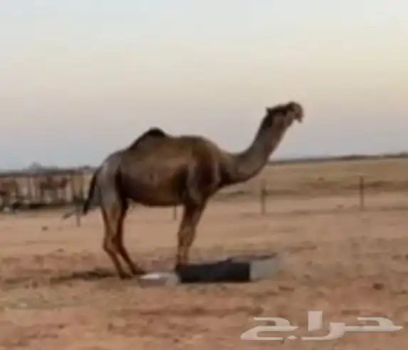 جمل اصفر طيب 4