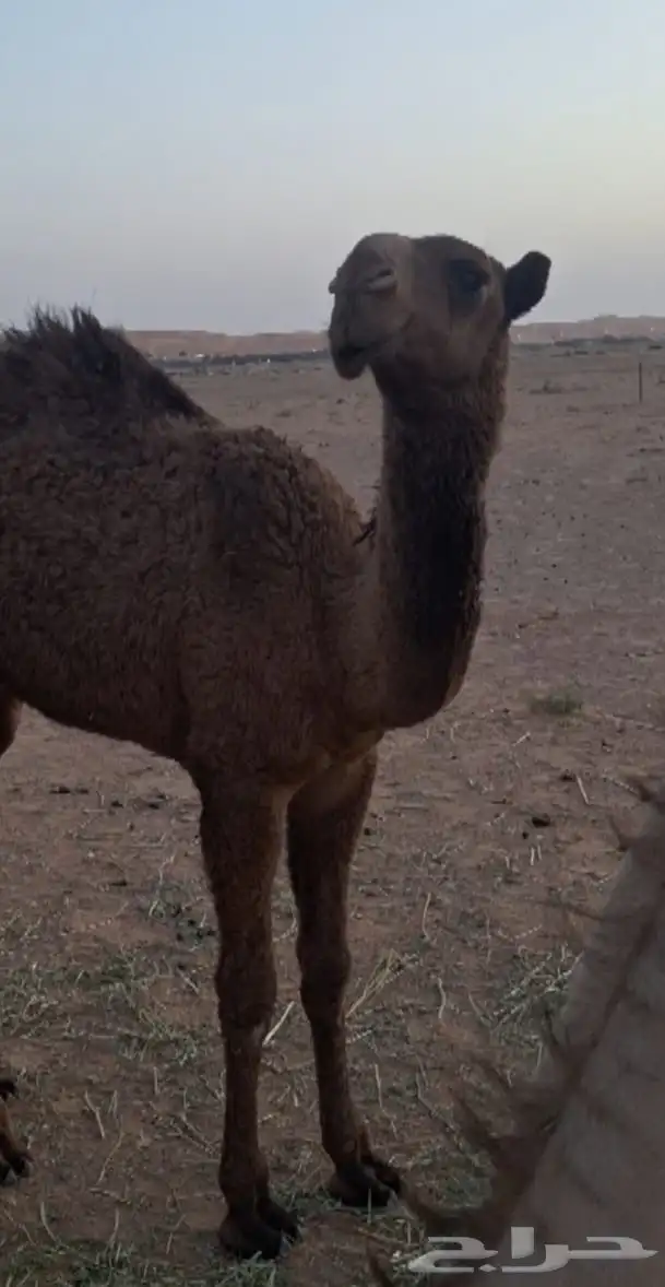 حواره كفووو 0