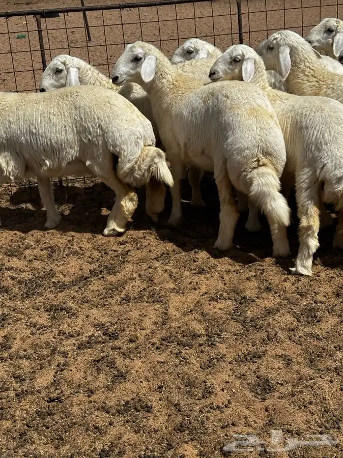 رخال حريه مراح واحد ( تم البيع ) 6