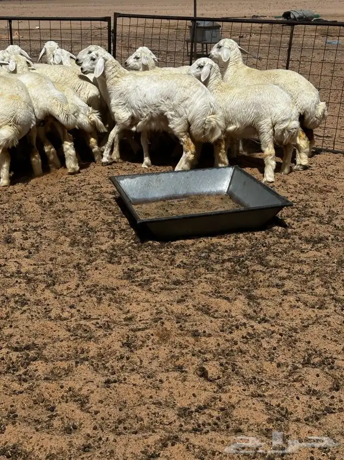 رخال حريه مراح واحد ( تم البيع ) 3