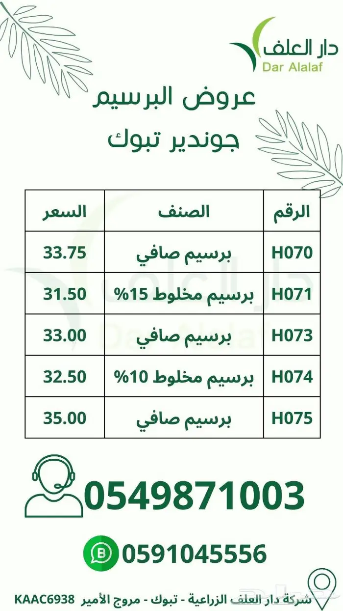 برسيم صافي ومخلوط جوندير تبوك نخبة اولى 1