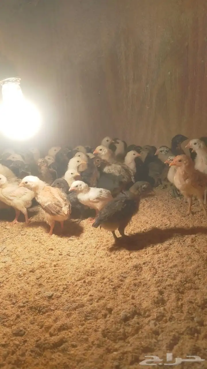 للبيع صيصان دجاج بلدي  بيض بلدي 2